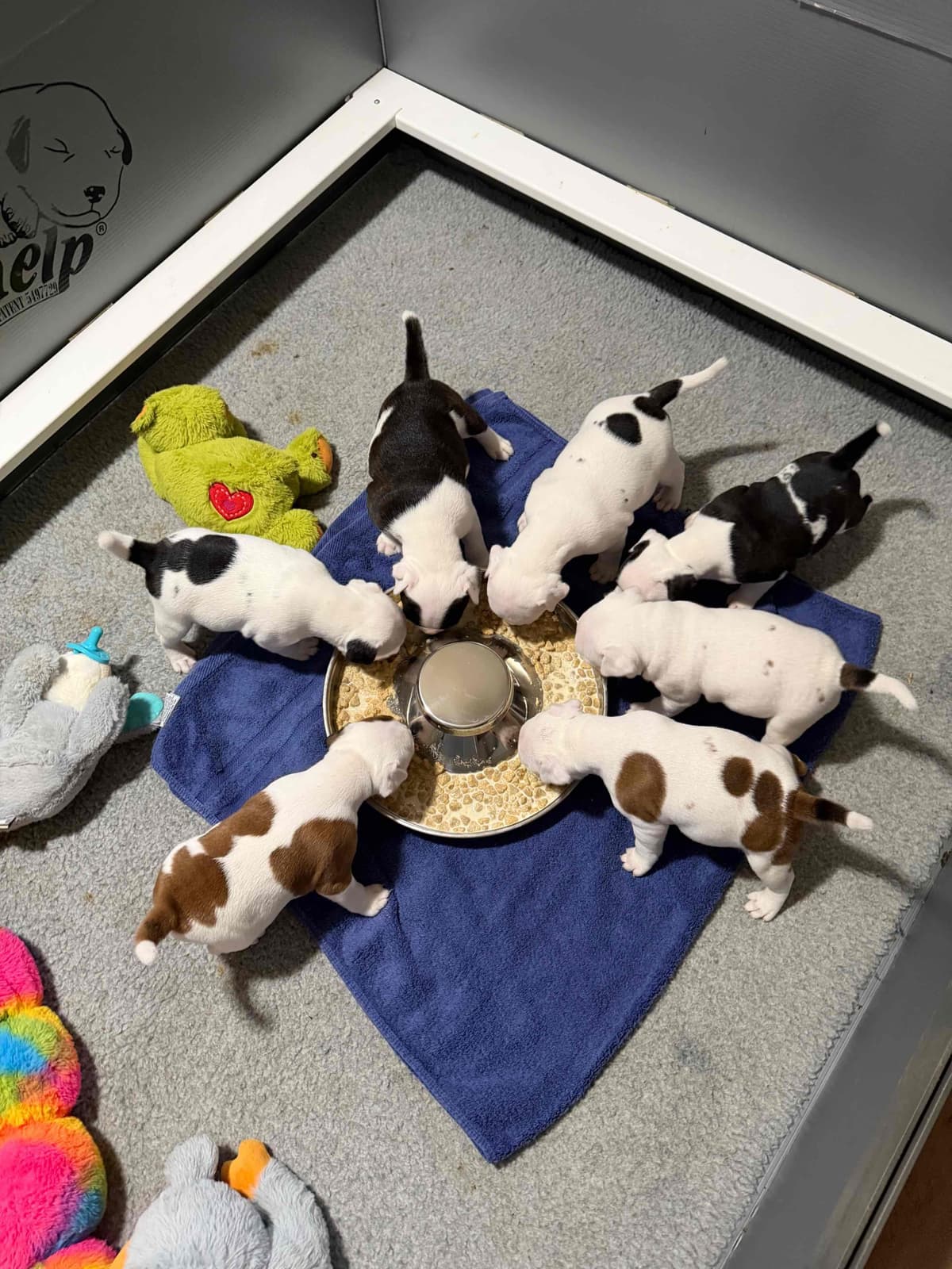 Staffordshire Bull Terrier Puppies breeder image 8