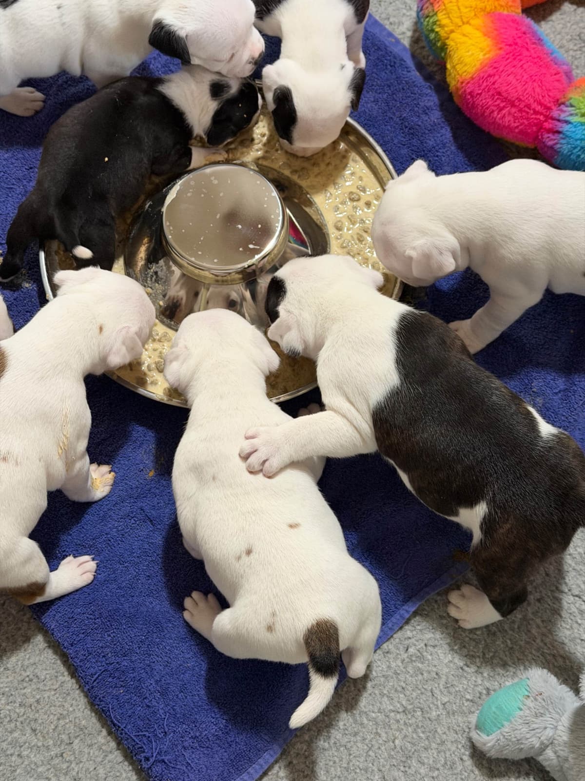 Staffordshire Bull Terrier Puppies breeder image 10