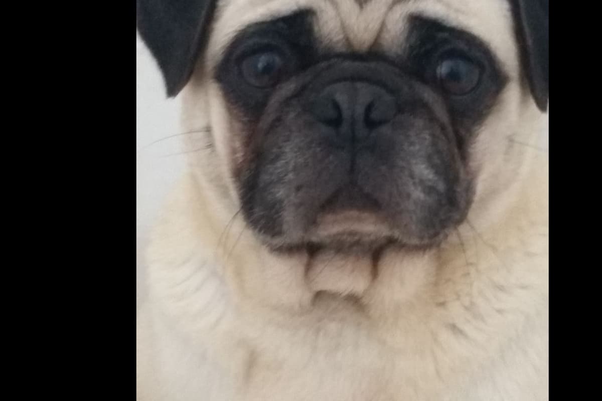 Pug Puppies breeder image 1