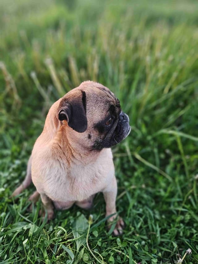 Pug Puppies media 7