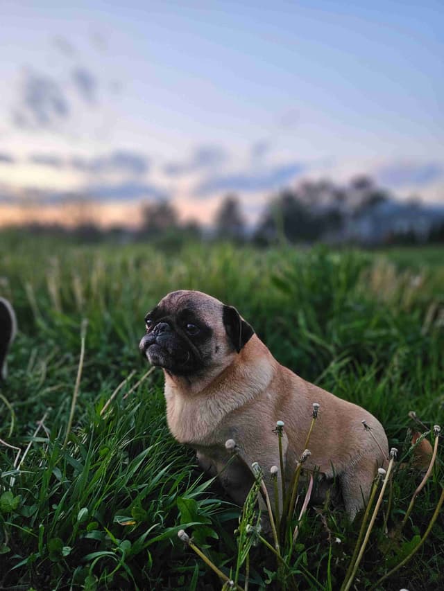 Pug Puppies media 8