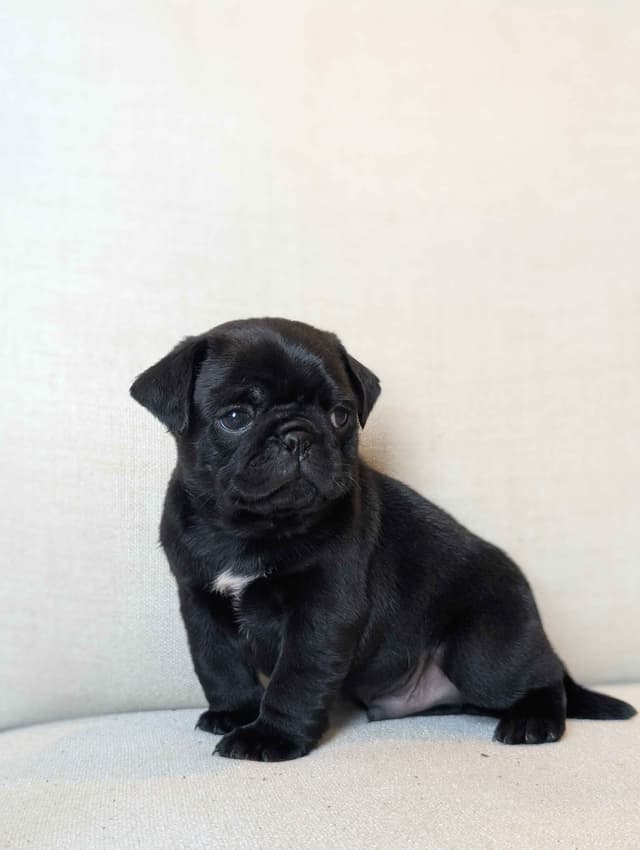 Pug Puppies media 6