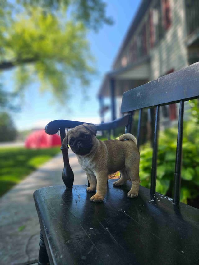 Pug Puppies media 4