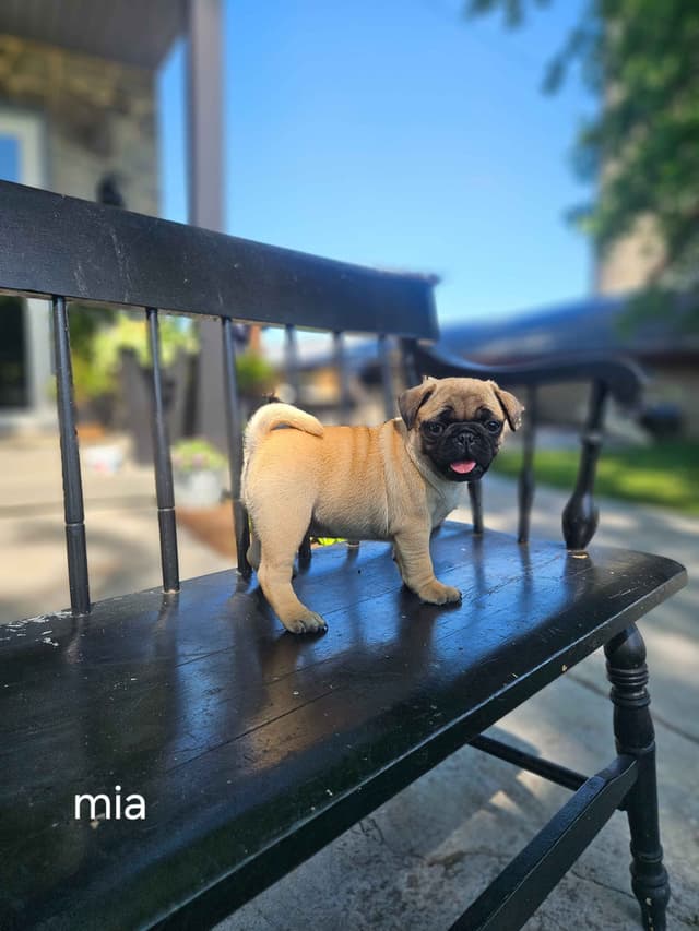 Pug Puppies media 5