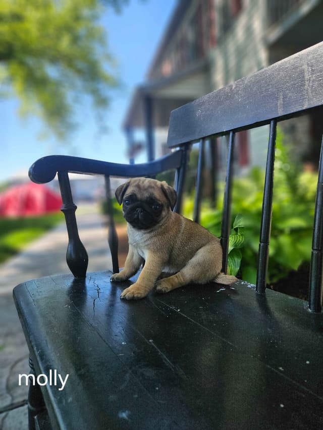 Pug Puppies media 3