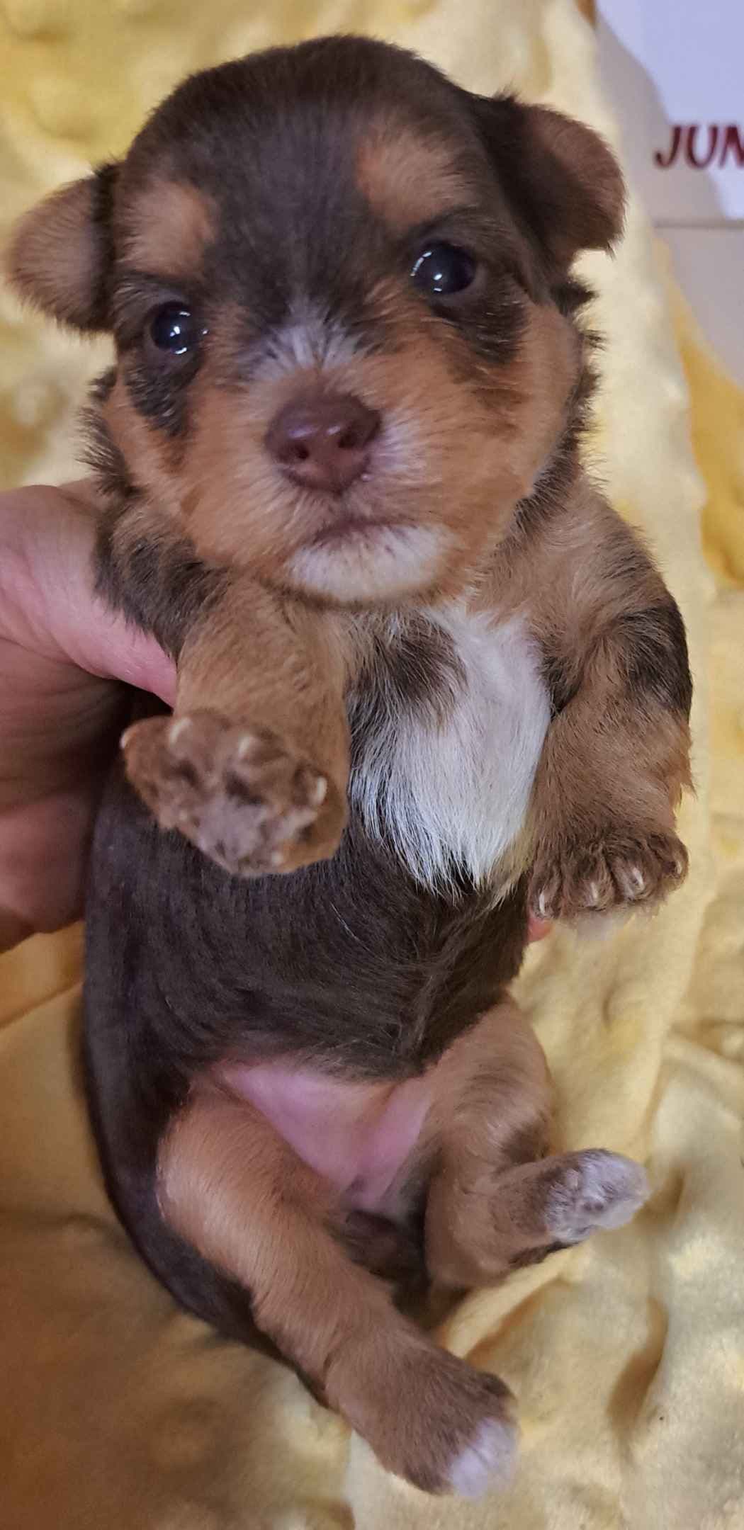 Yorkshire Terrier Puppies breeder image 3