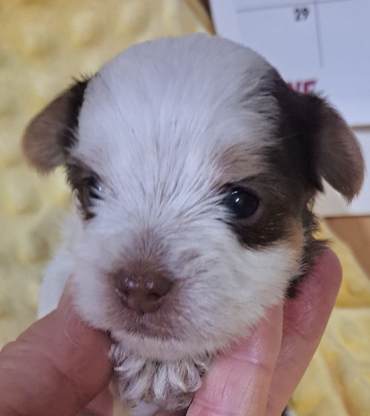 Yorkshire Terrier Puppies breeder image 5