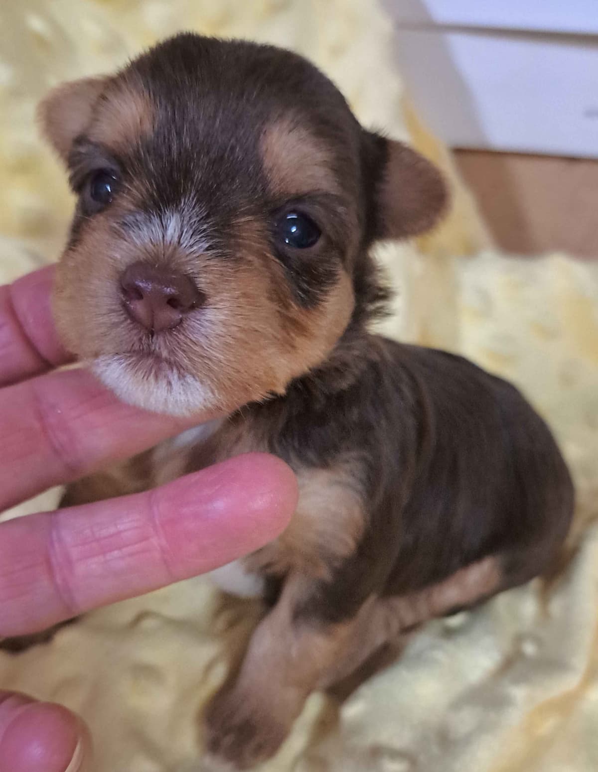 Yorkshire Terrier Puppies breeder image 6