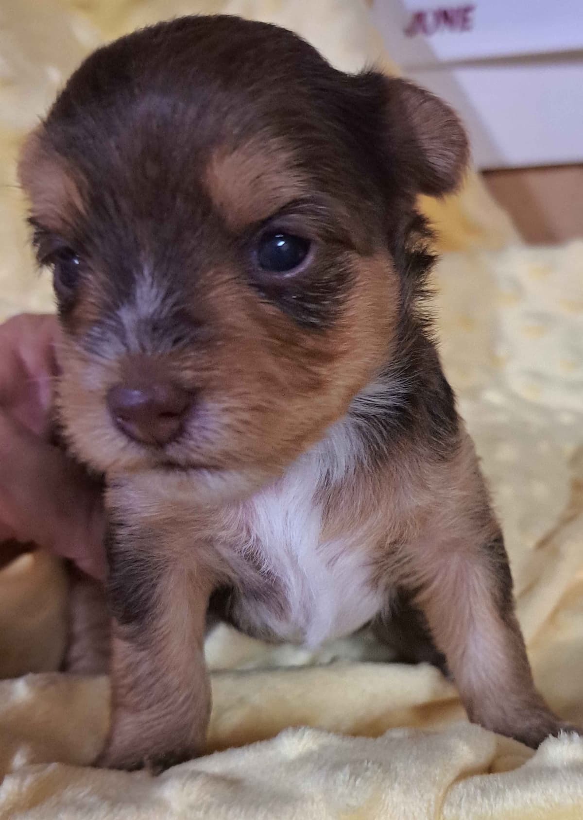 Yorkshire Terrier Puppies breeder image 8