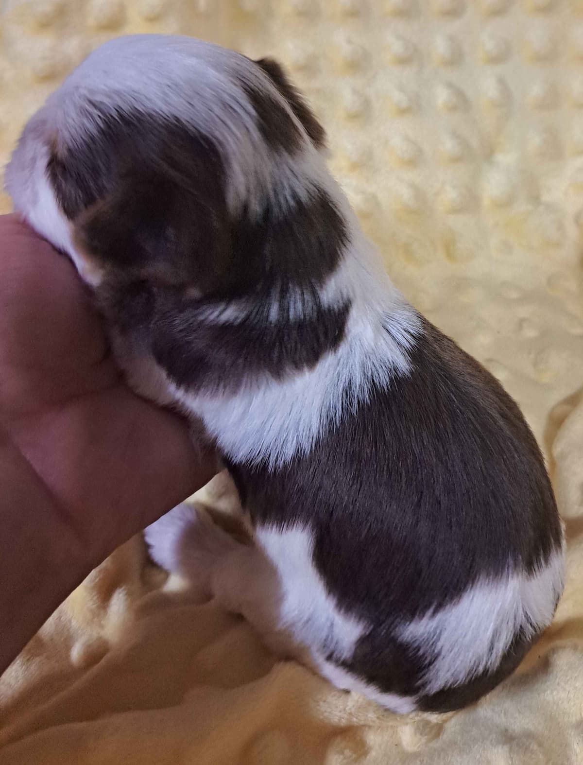 Yorkshire Terrier Puppies breeder image 9