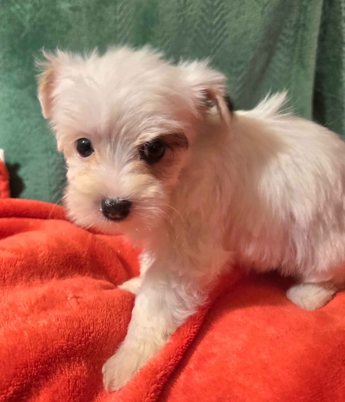 Yorkshire Terrier Puppies breeder image 12