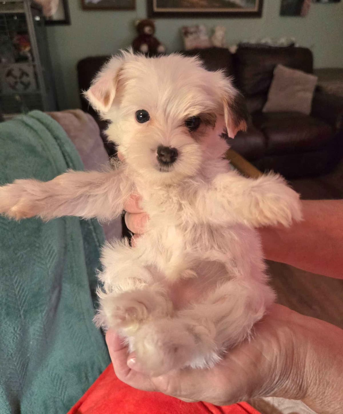 Yorkshire Terrier Puppies breeder image 11