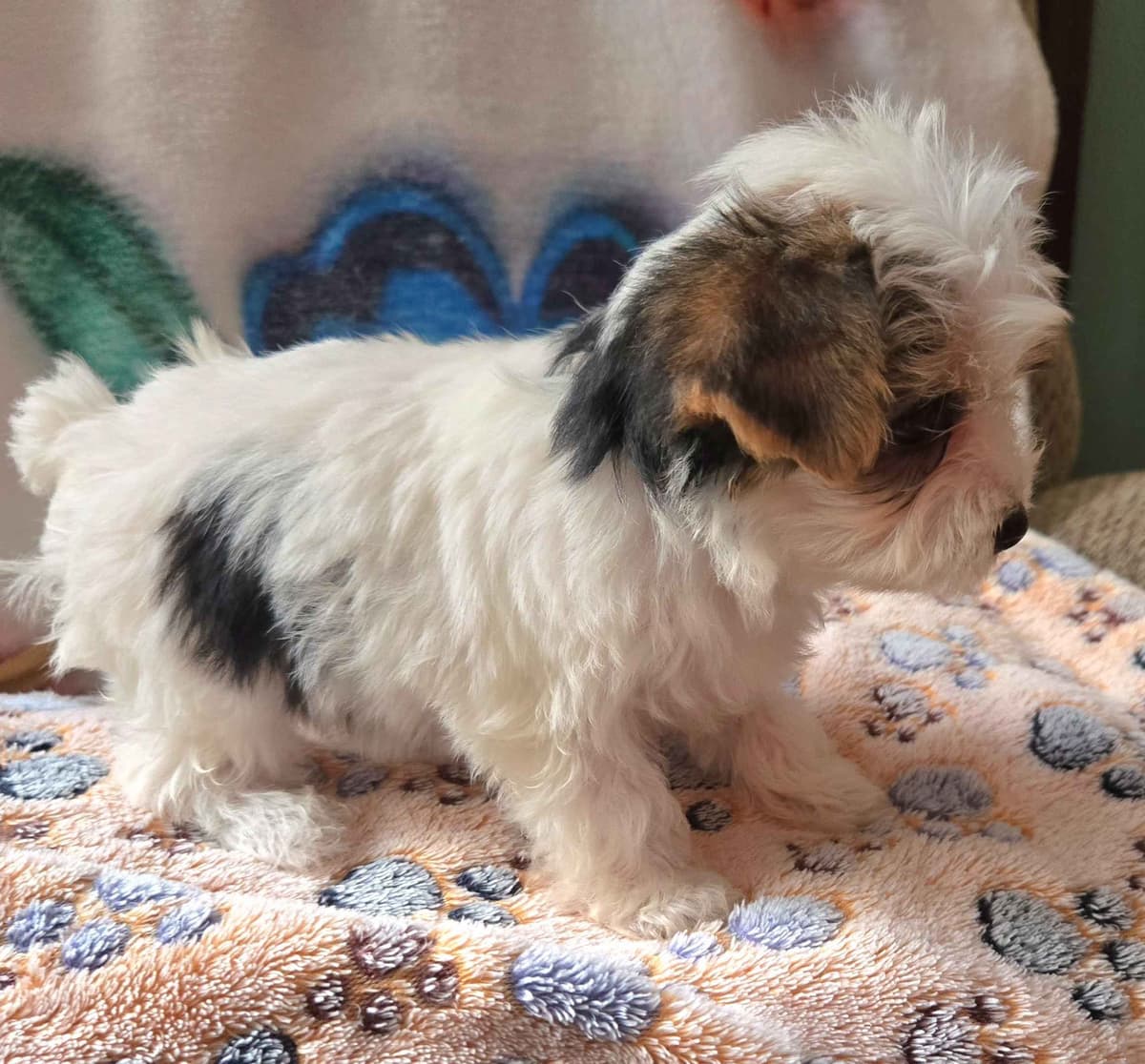 Yorkshire Terrier Puppies breeder image 13