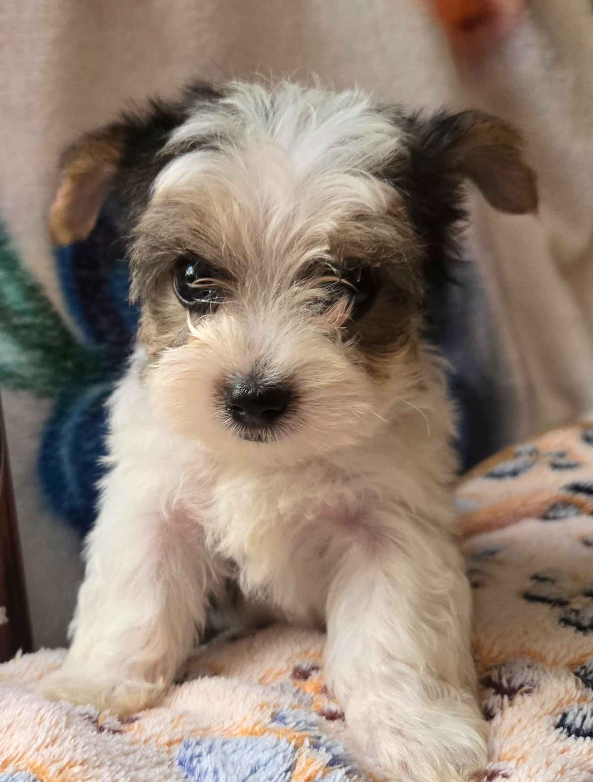 Yorkshire Terrier Puppies breeder image 10