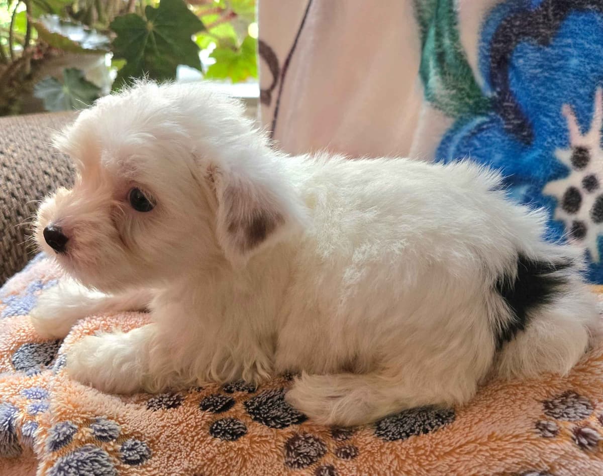 Yorkshire Terrier Puppies breeder image 15
