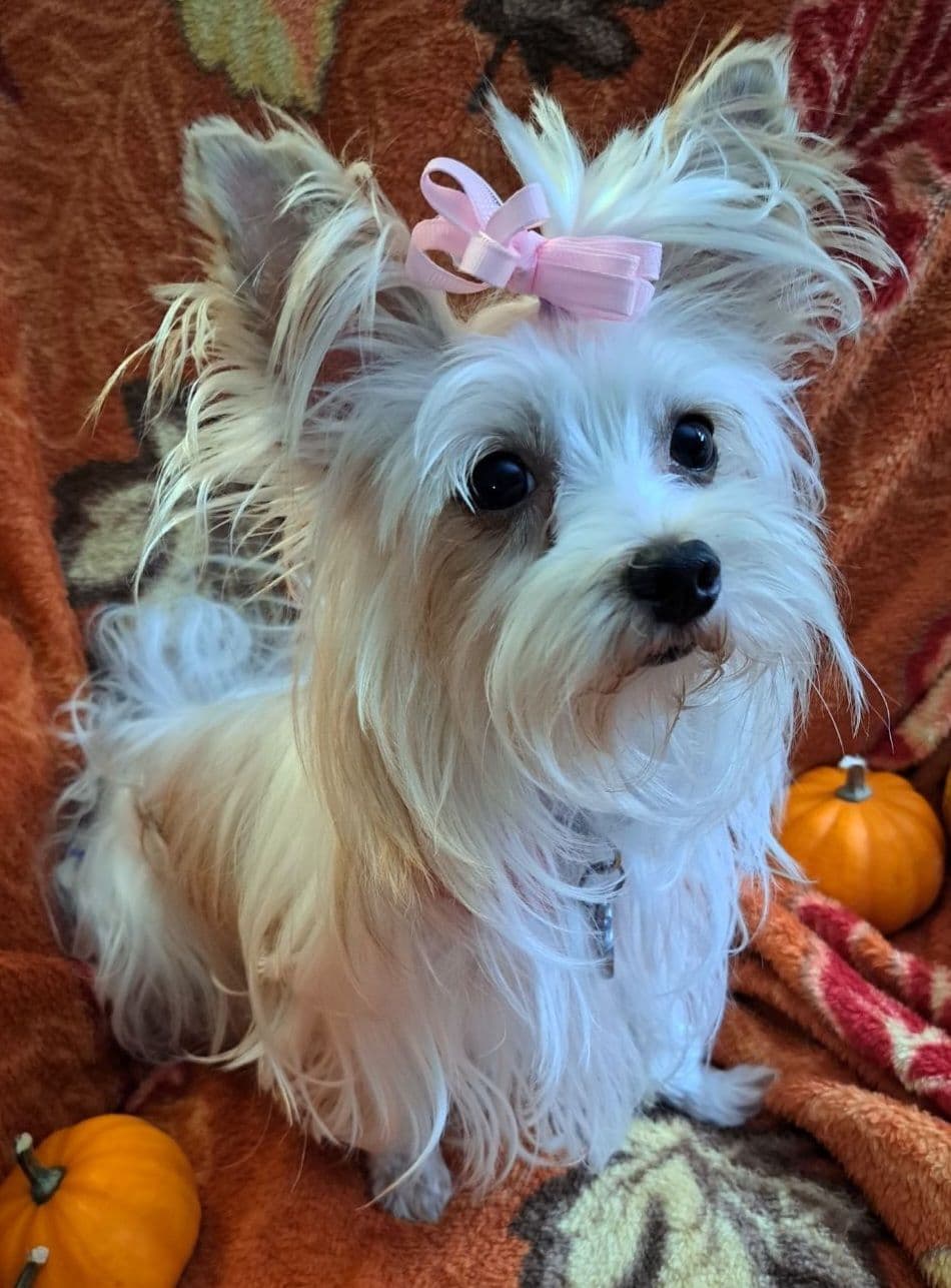 Yorkshire Terrier Puppies breeder image 1