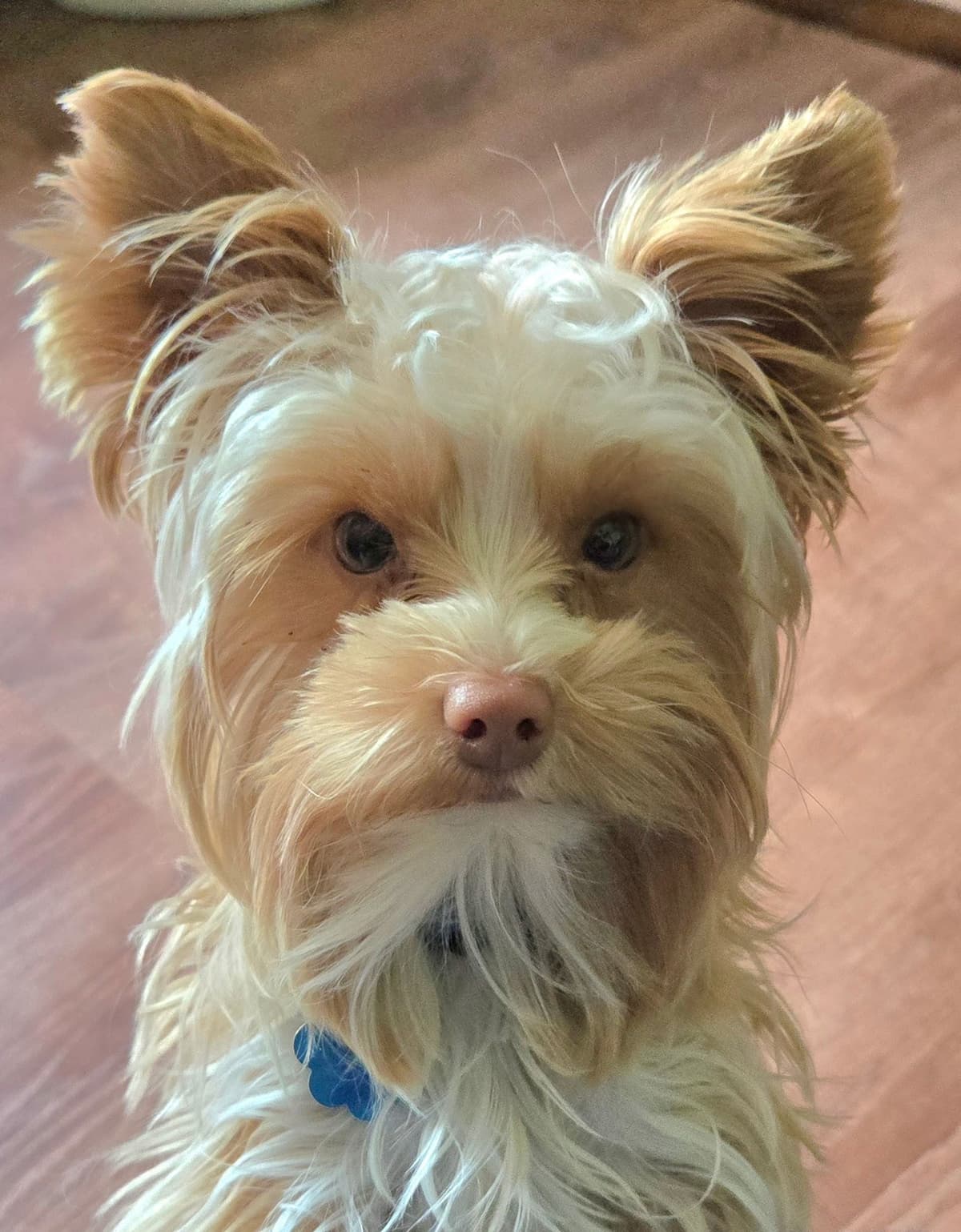 Yorkshire Terrier Puppies breeder image 21
