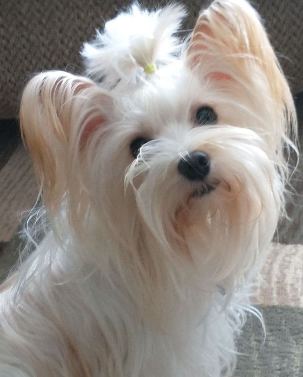 Yorkshire Terrier Puppies breeder image 22