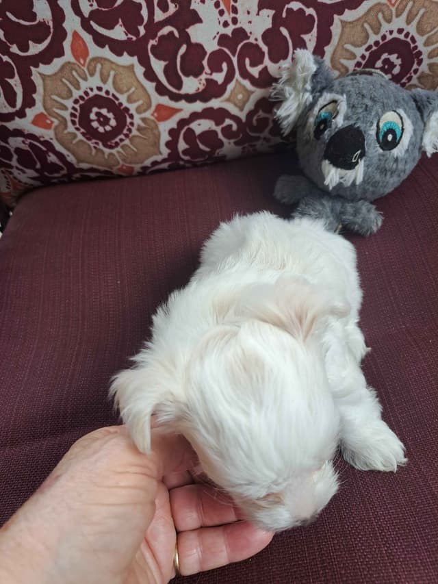 Yorkshire Terrier Puppies media 2