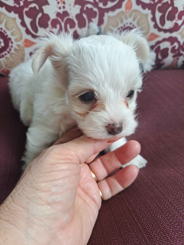 Yorkshire Terrier Puppies media 4