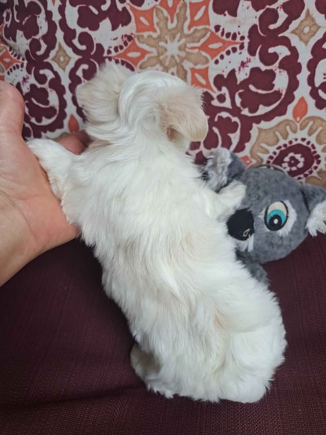 Yorkshire Terrier Puppies media 5