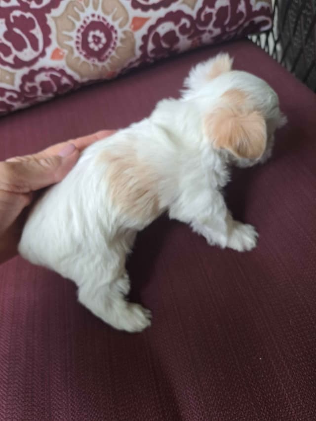 Yorkshire Terrier Puppies media 7