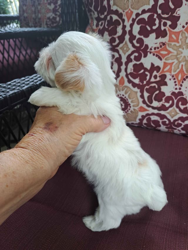 Yorkshire Terrier Puppies media 8