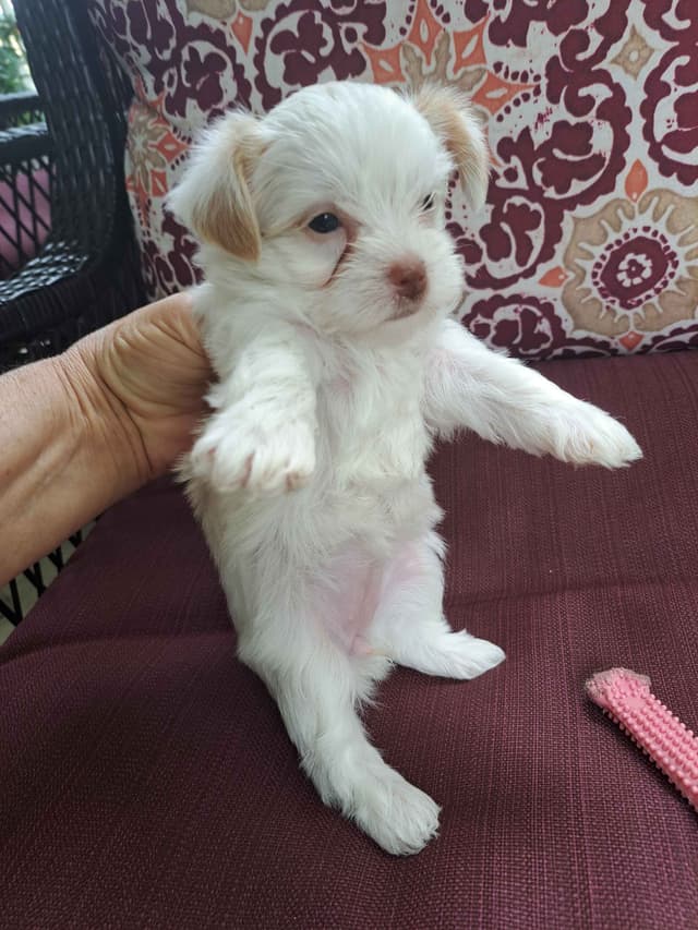 Yorkshire Terrier Puppies media 9
