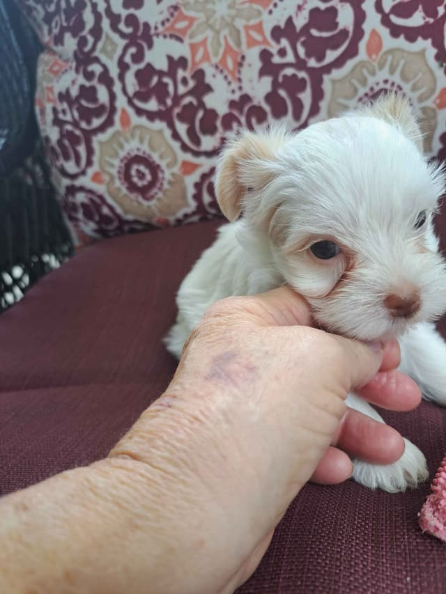 Yorkshire Terrier Puppies media 10