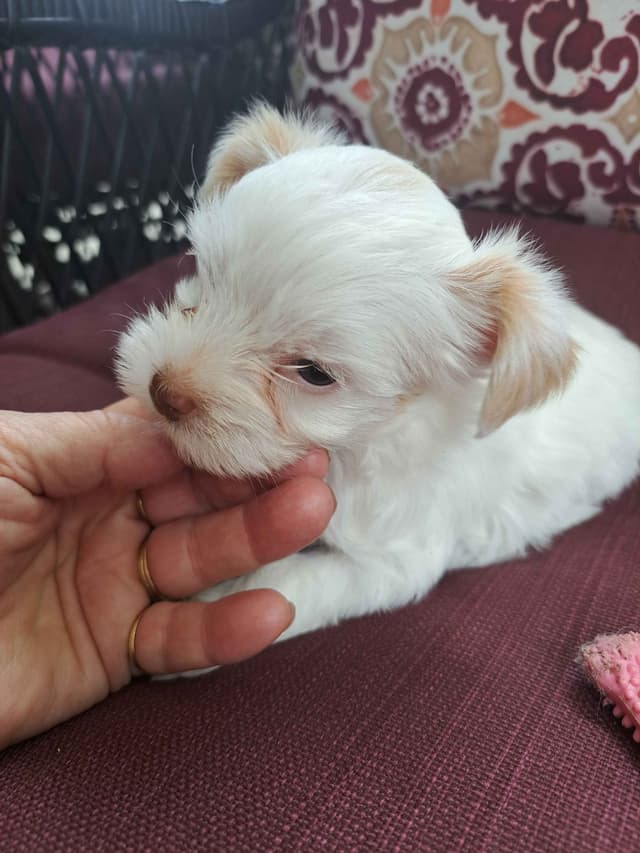 Yorkshire Terrier Puppies media 11