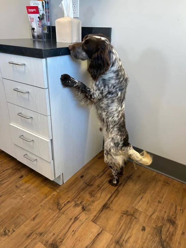 English Cocker Spaniel Puppies media 2