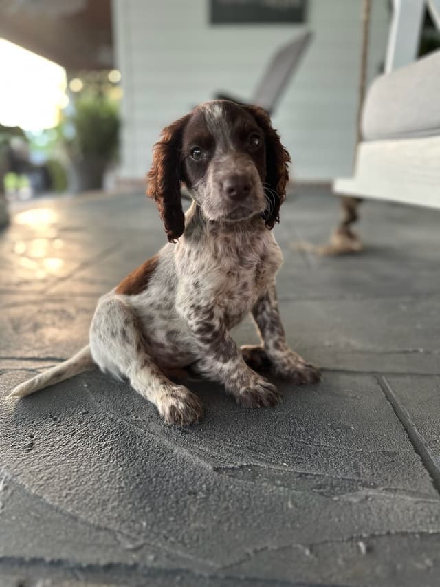 English Cocker Spaniel Puppies media 3