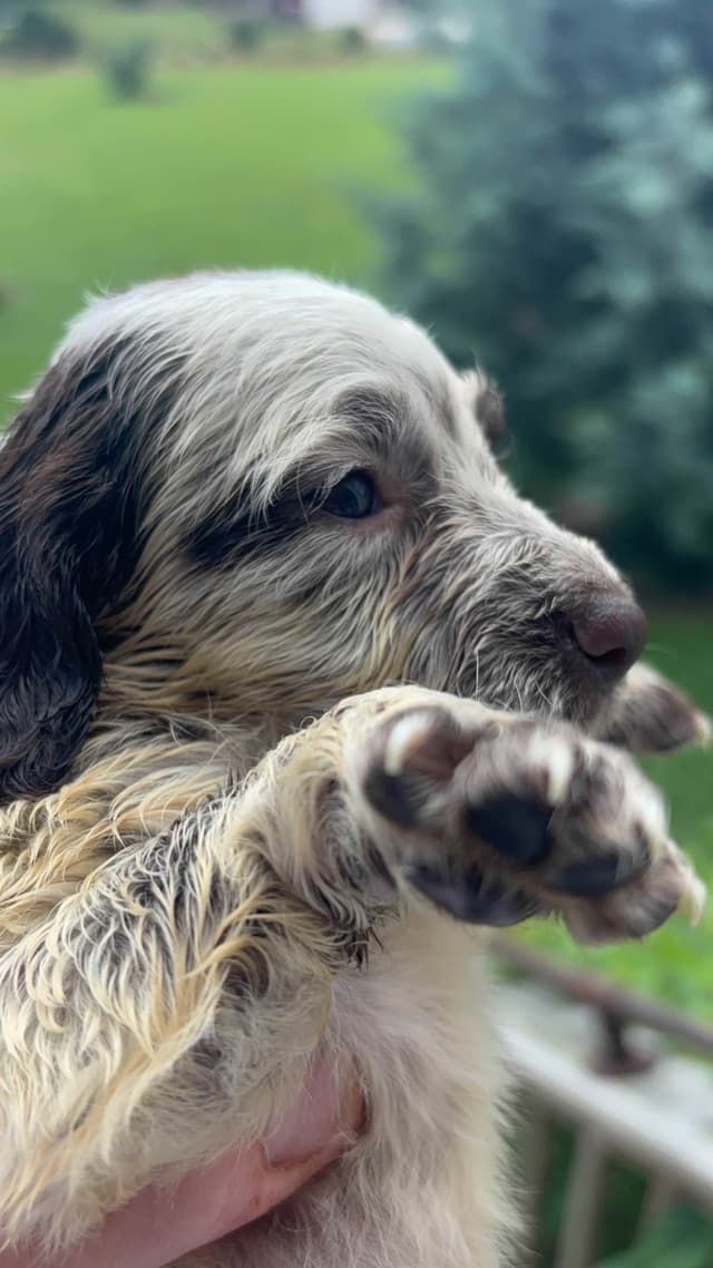 English Cocker Spaniel Puppies media 6