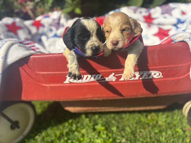 English Cocker Spaniel Puppies media 7