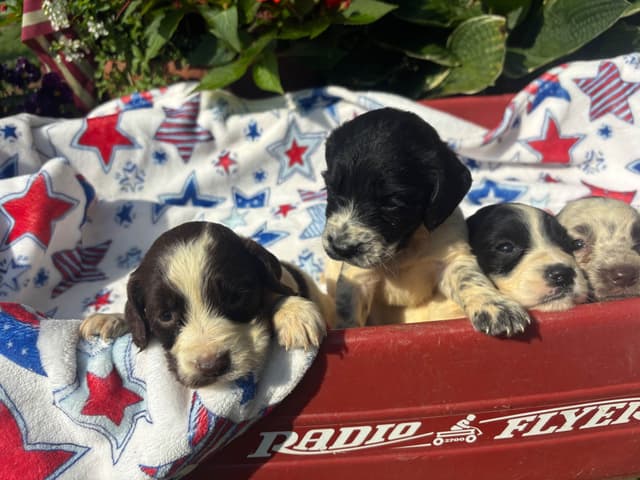 English Cocker Spaniel Puppies media 9