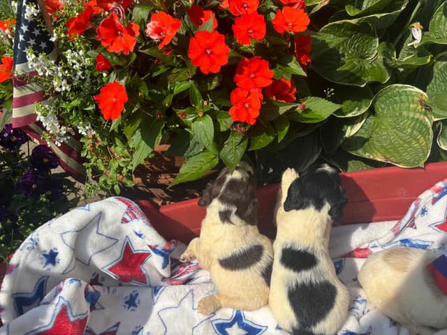 English Cocker Spaniel Puppies media 8