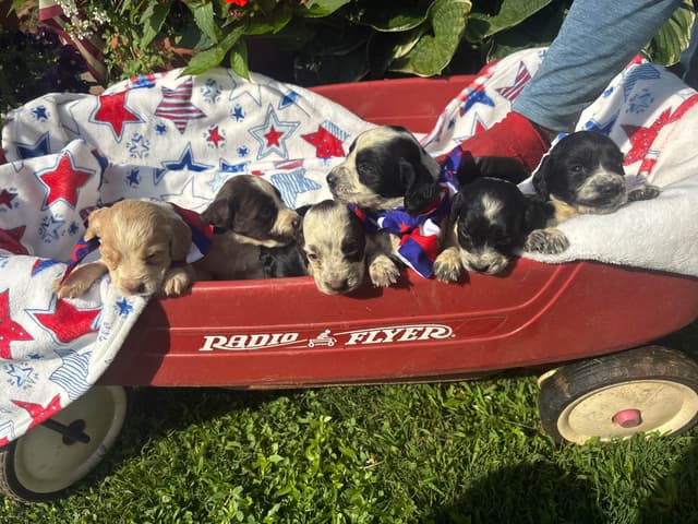 English Cocker Spaniel Puppies media 11