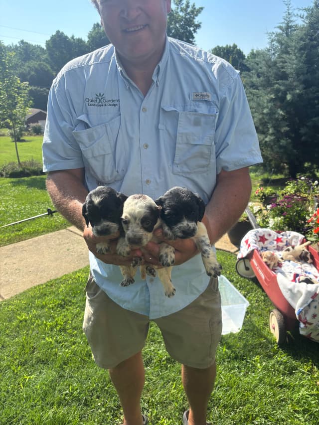 English Cocker Spaniel Puppies media 12