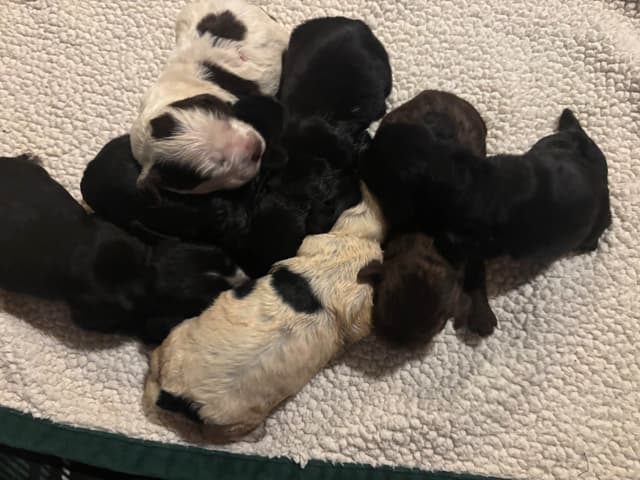 English Cocker Spaniel Puppies media 2
