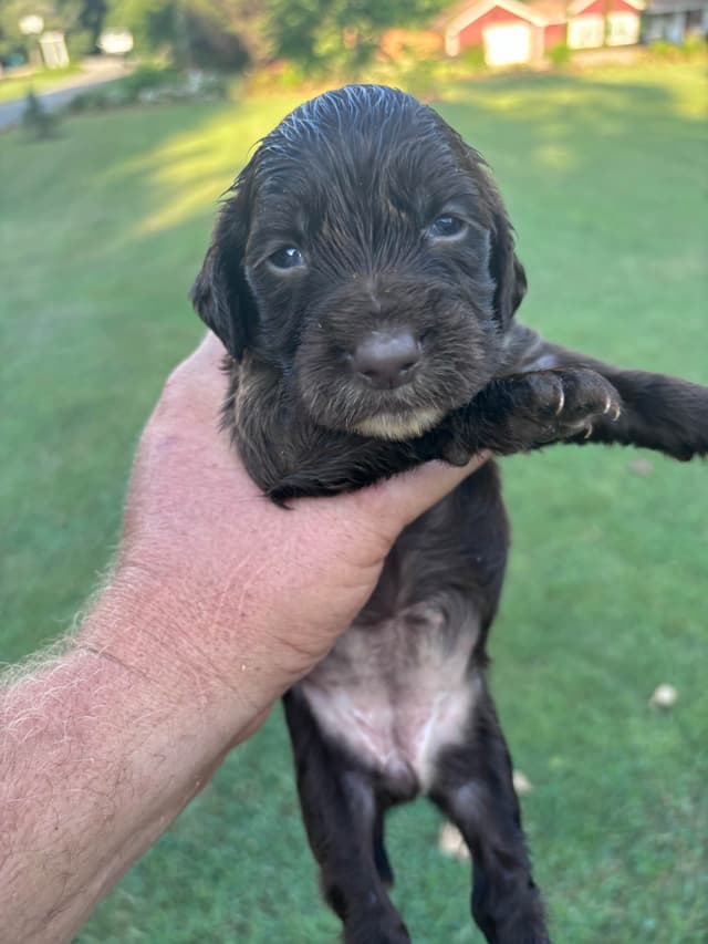 English Cocker Spaniel Puppies media 3