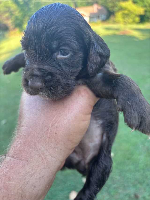 English Cocker Spaniel Puppies media 4