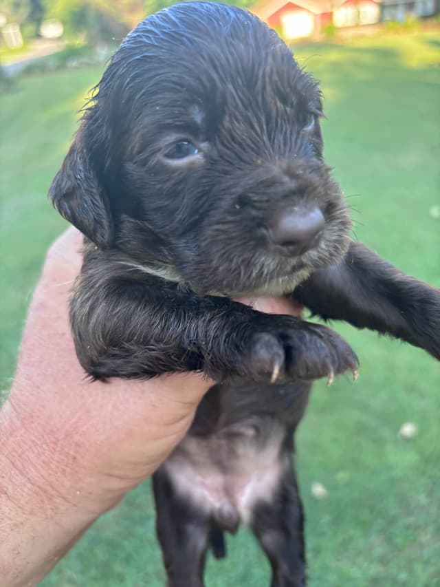 English Cocker Spaniel Puppies media 5