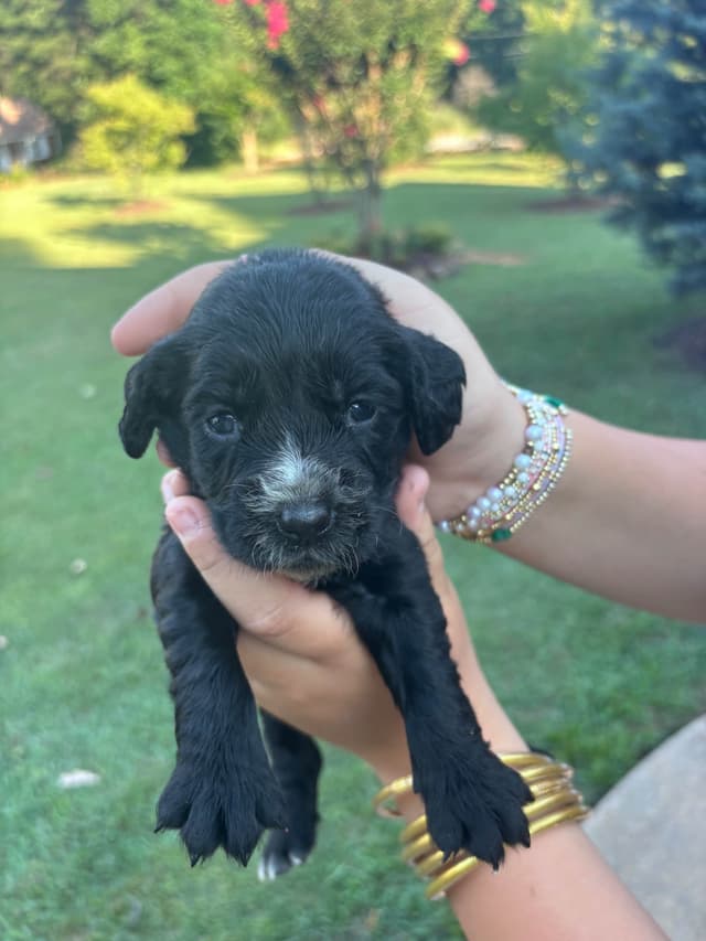 English Cocker Spaniel Puppies media 7