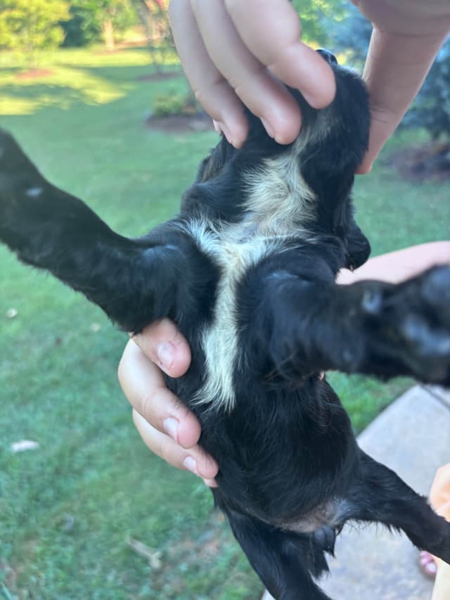 English Cocker Spaniel Puppies media 8
