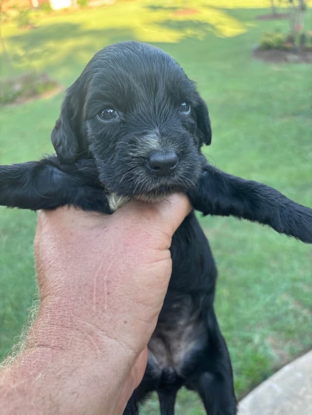 English Cocker Spaniel Puppies media 10