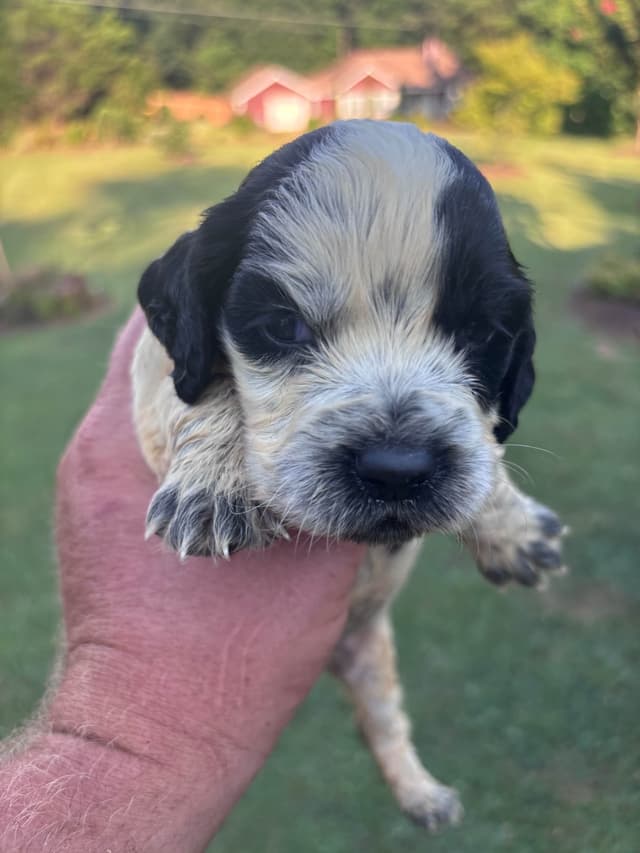 English Cocker Spaniel Puppies media 11