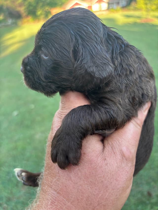 English Cocker Spaniel Puppies media 12