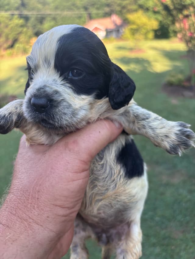 English Cocker Spaniel Puppies media 13