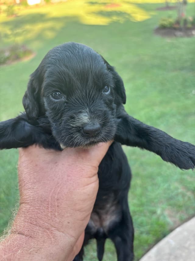 English Cocker Spaniel Puppies media 14
