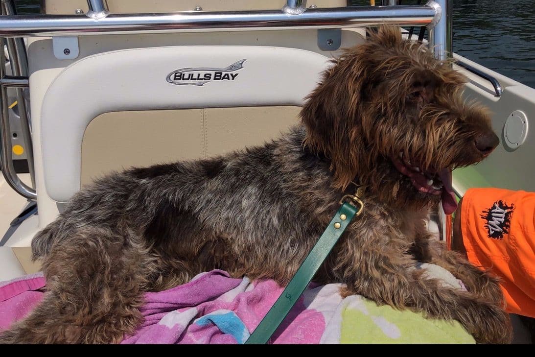 German Wirehaired Pointer Puppies breeder image 2